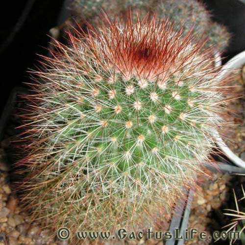 Mammillaria Spinosissima