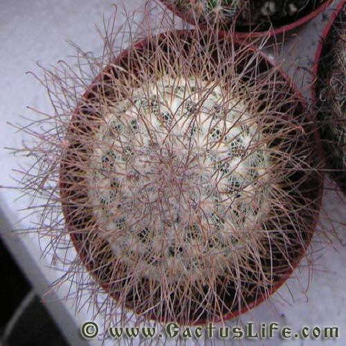 Mammillaria Rekoi ssp. leptacantha