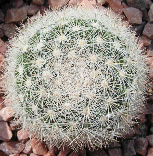 Mammillaria candida