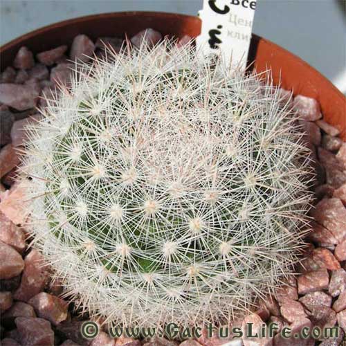 Mamillaria candida