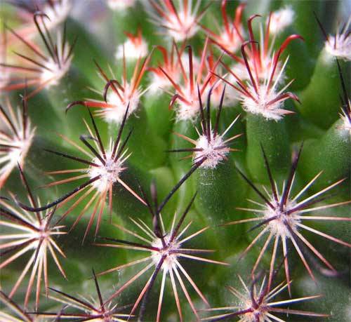 Mammillaria duoformis