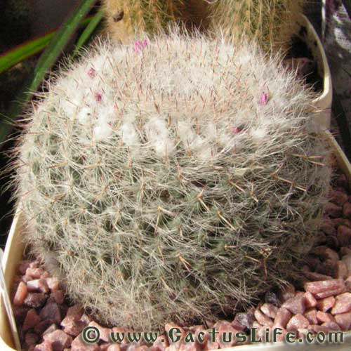 Mammillaria hahniana