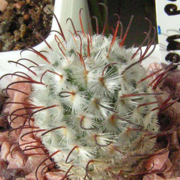 Mammillaria perezdelarosae