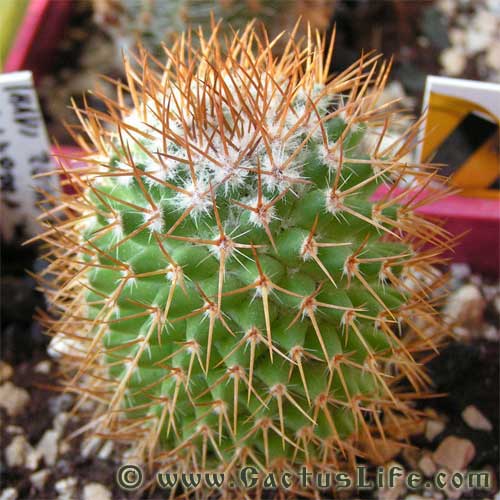 Mammillaria rhodantha