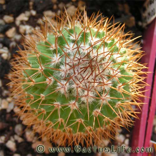 Mammillaria rhodantha