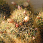 Mammillaria Wildii