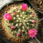 Mammillaria rekoi ssp. aureispina