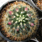 Mammillaria rekoi ssp. aureispina