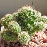 Mammillaria vetula ssp. gracilis