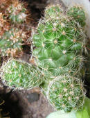 Mammillaria vetula ssp. gracilis