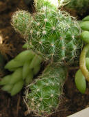 Mammillaria vetula ssp. gracilis