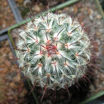 Mammillaria Microhelia