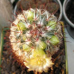 Mammillaria Microhelia