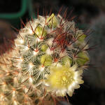 Mammillaria Microhelia