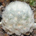 Mammillaria Plumosa