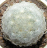 Mammillaria Plumosa