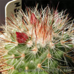 Mammillaria Spinosissima