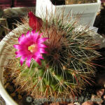 Mammillaria Spinosissima