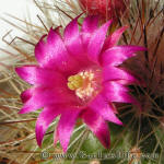 Mammillaria Spinosissima