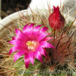 Mammillaria Spinosissima