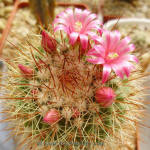 Mammillaria Spinosissima