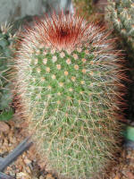 Mammillaria Spinosissima