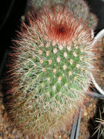 Mammillaria Spinosissima