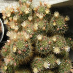 Mammillaria Wildii