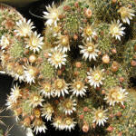 Mammillaria Wildii