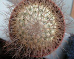 Mammillaria Rekoi ssp. leptacantha