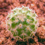 Mammillaria albilanata