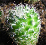 Mammillaria albilanata