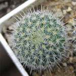 Mammillaria albilanata