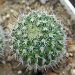 Mammillaria albilanata