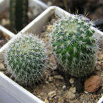 Mammillaria albilanata