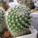 Mammillaria albilanata