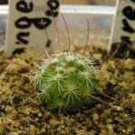 Mammillaria angelensis