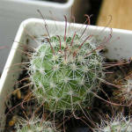 Mammillaria angelensis