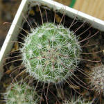 Mammillaria angelensis