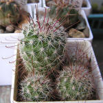 Mammillaria angelensis