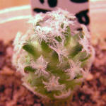 Mammillaria aureilanata var. alba