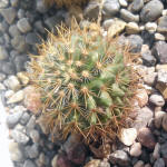 Mammillaria rekoi ssp. aureispina
