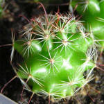 Mammillaria blossfeldiana