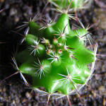 Mammillaria blossfeldiana