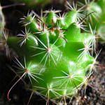 Mammillaria blossfeldiana