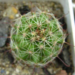 Mammillaria blossfeldiana