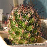 Mammillaria blossfeldiana