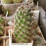 Mammillaria blossfeldiana