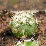 Mammillaria blossfeldiana SB 1854