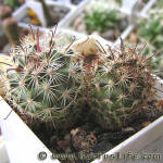 Mammillaria blossfeldiana SB 1854